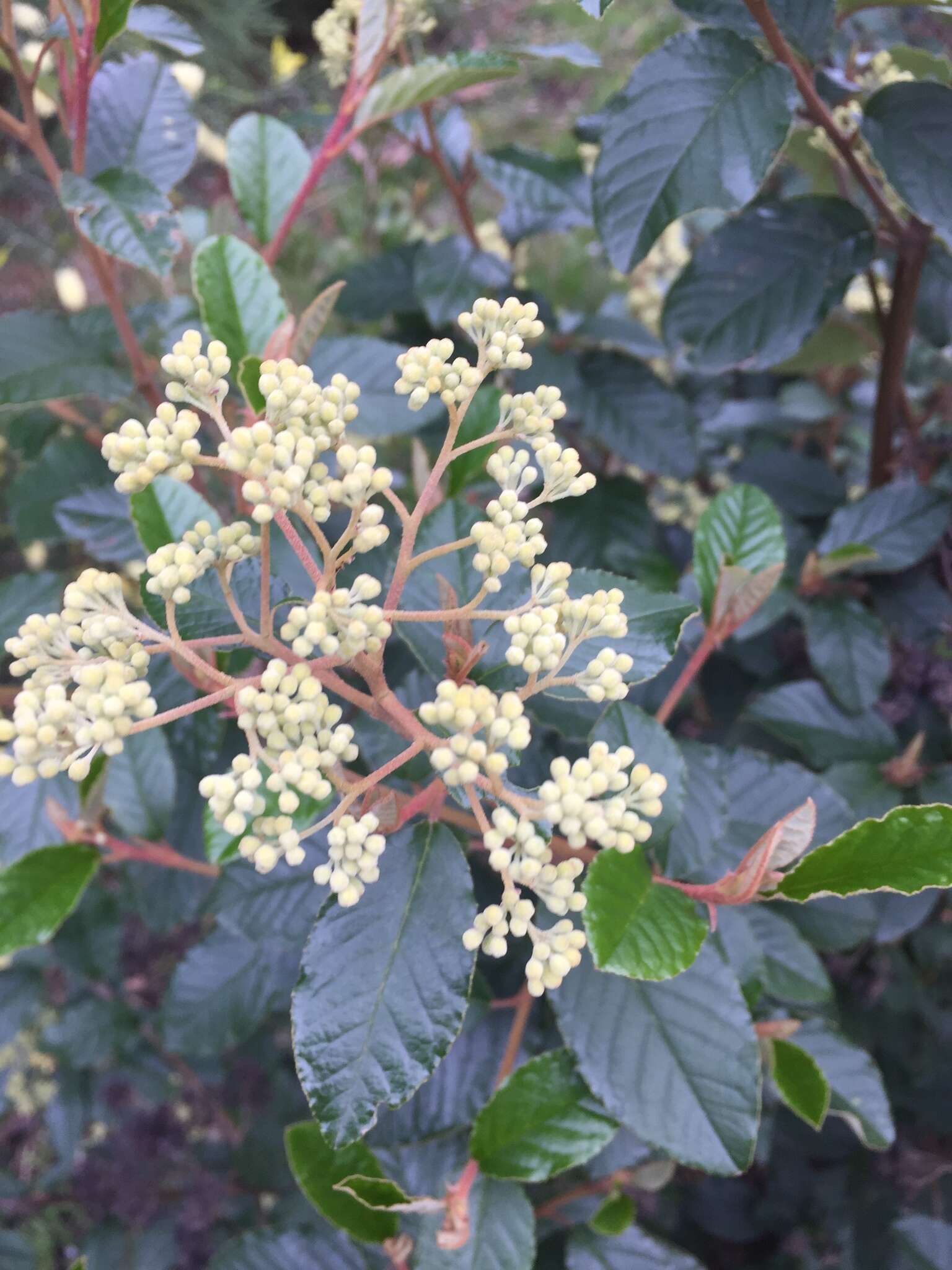 Pomaderris elliptica Labill. resmi