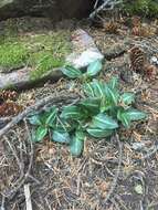 Image of Giant Rattlesnake-plantain