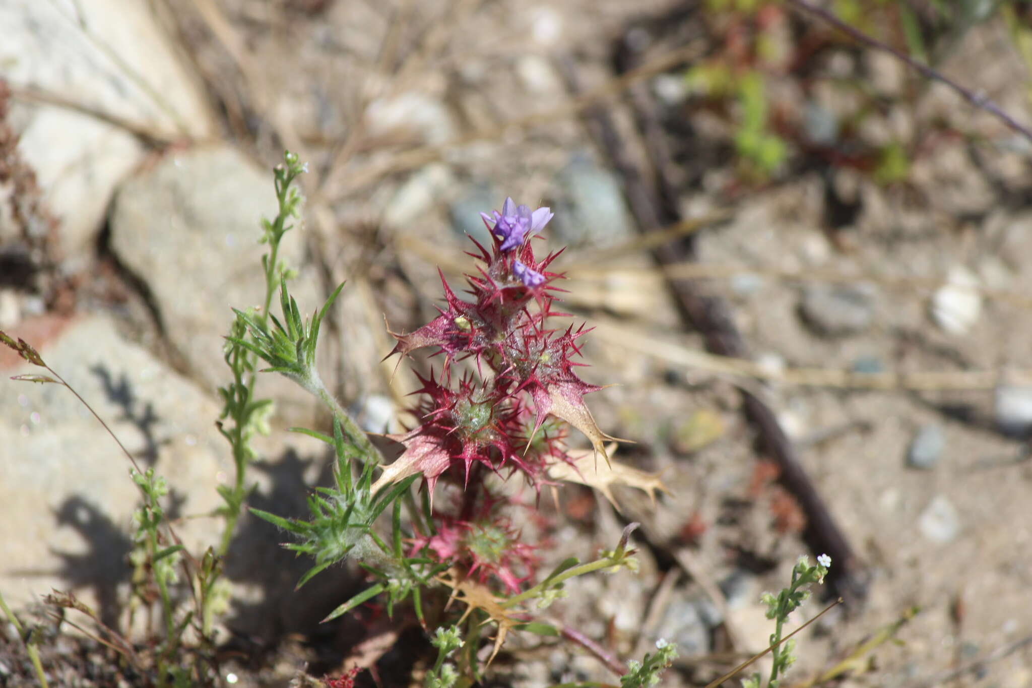 Image of hooked pincushionplant