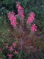 Image of Aloe transvaalensis Kuntze