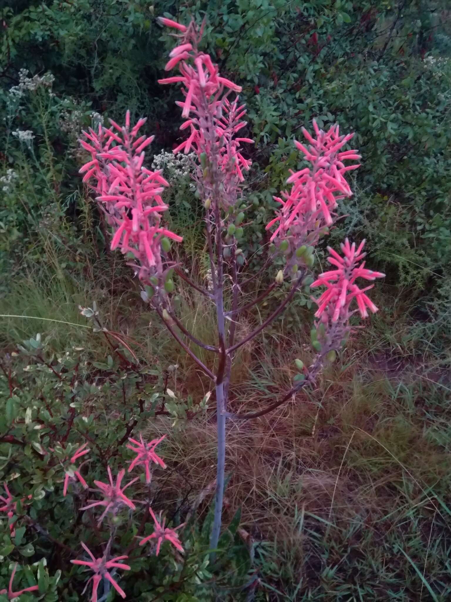 Image of Aloe transvaalensis Kuntze