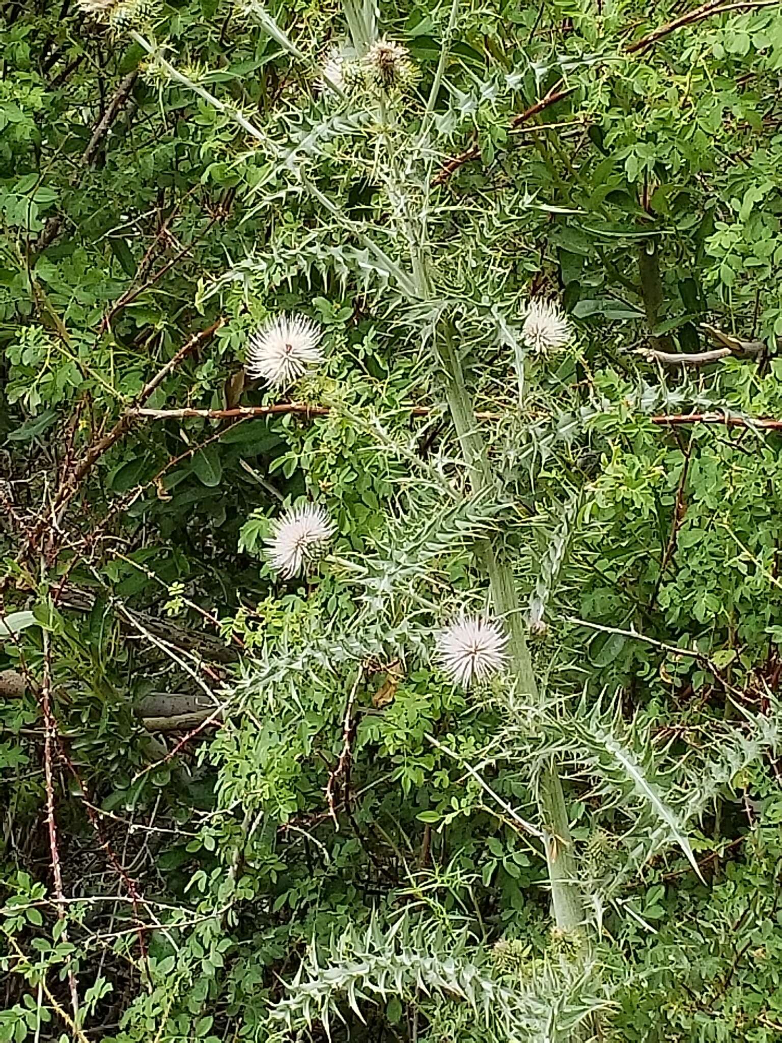 Plancia ëd Cirsium mohavense (Greene) Petr.