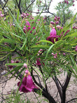 Image of desert willow