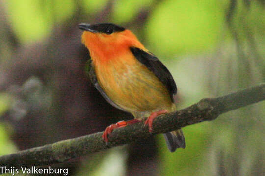 Image of Orange-collared Manakin