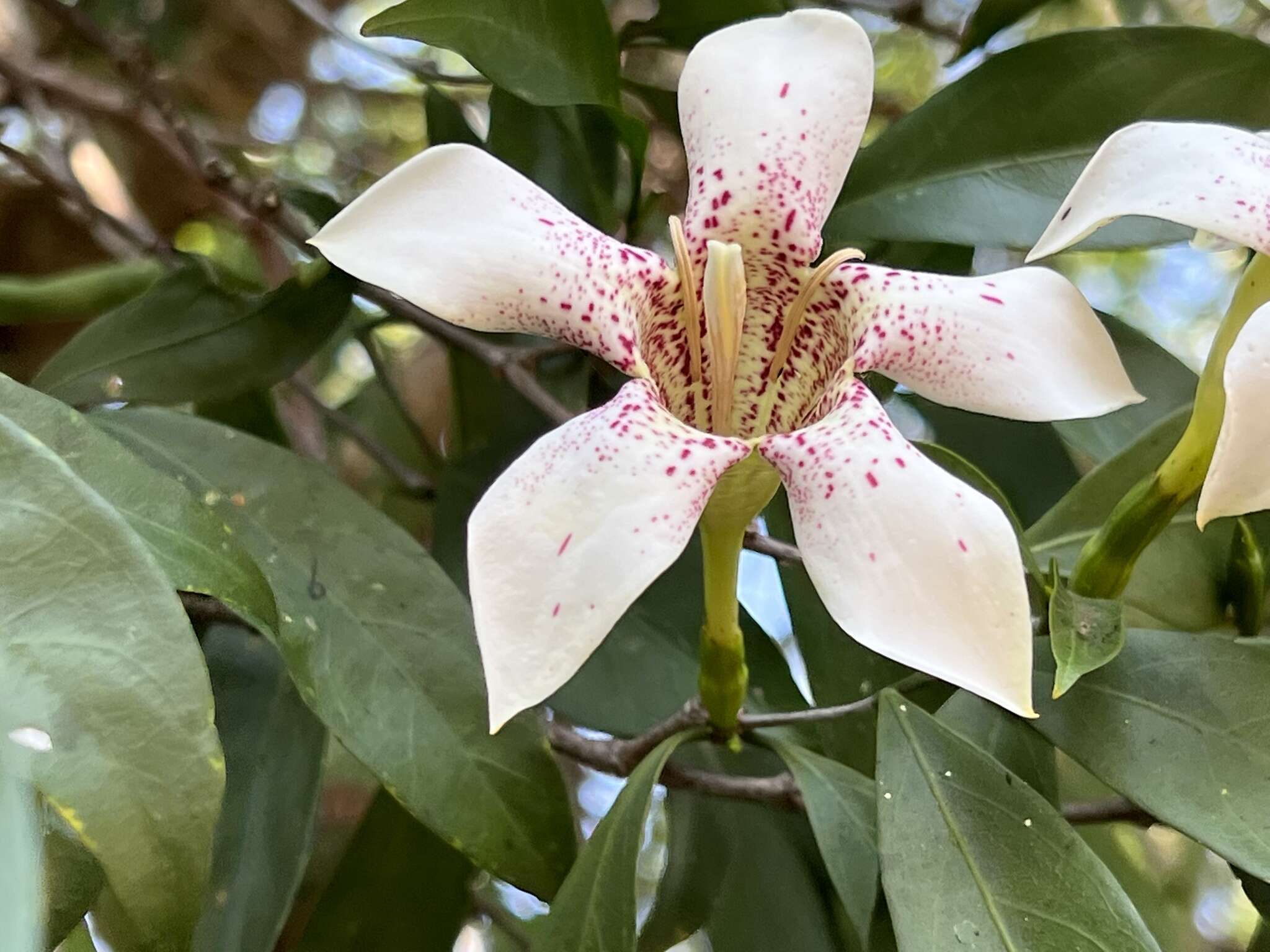 Image of Rothmannia fischeri (K. Schum.) Bullock ex Oberm.