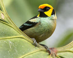 Image of Flame-faced Tanager