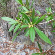 Image de Tristaniopsis exiliflora (F. Müll.) P. G. Wilson & J. T. Waterhouse