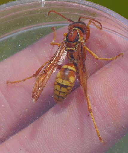 Image of Polistes apachus de Saussure 1857