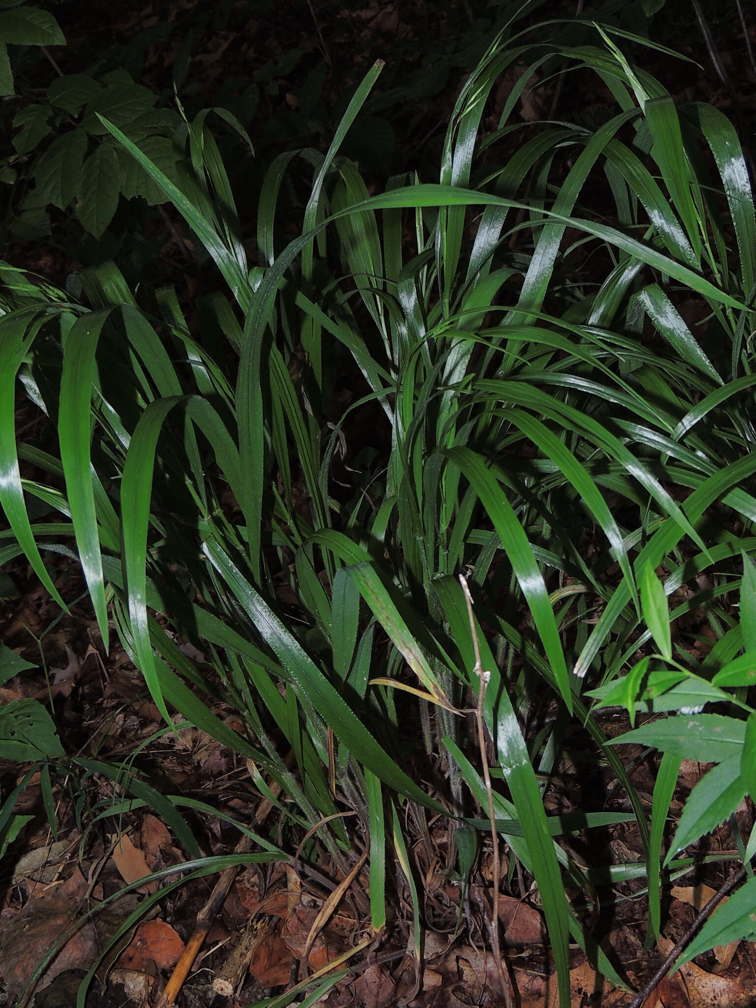 Image of Nottoway Valley brome