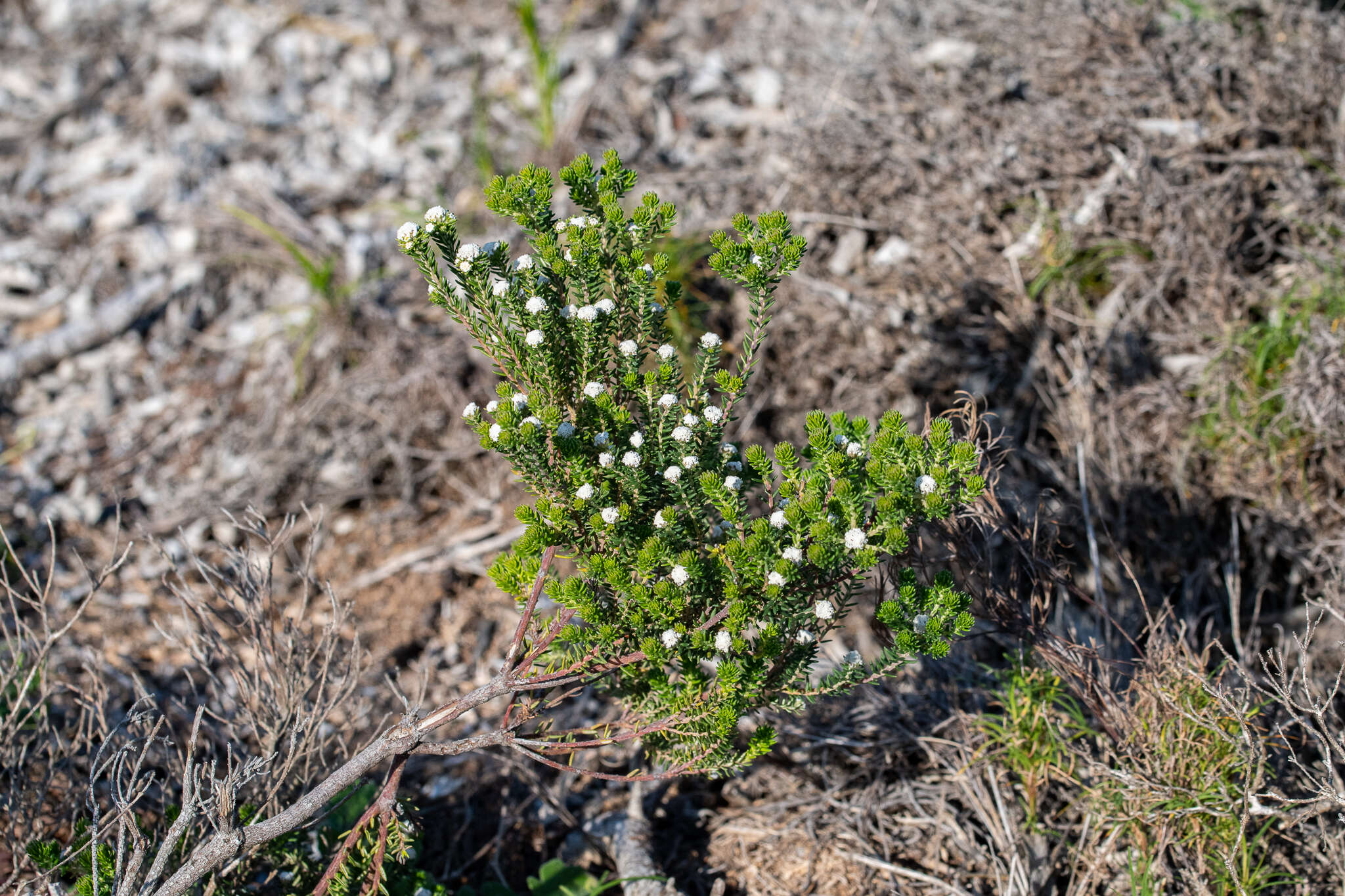 Image of Phylica selaginoides Sond.