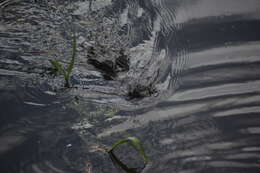 Image of South American Spectacled Caiman