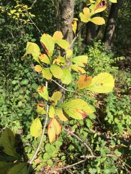 Image of Cockspur Hawthorn