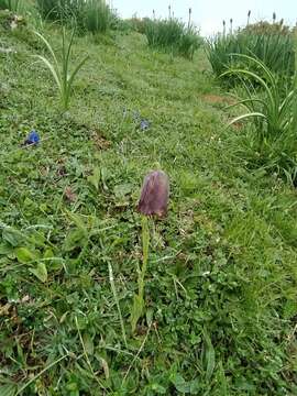 Image of Fritillaria pyrenaica L.