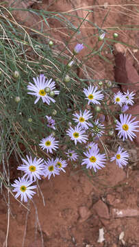 Image of Utah fleabane