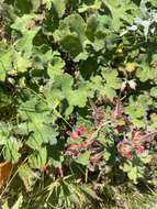 Image of cranesbill