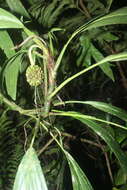 Image of Evodianthus funifer (Poit.) Lindm.
