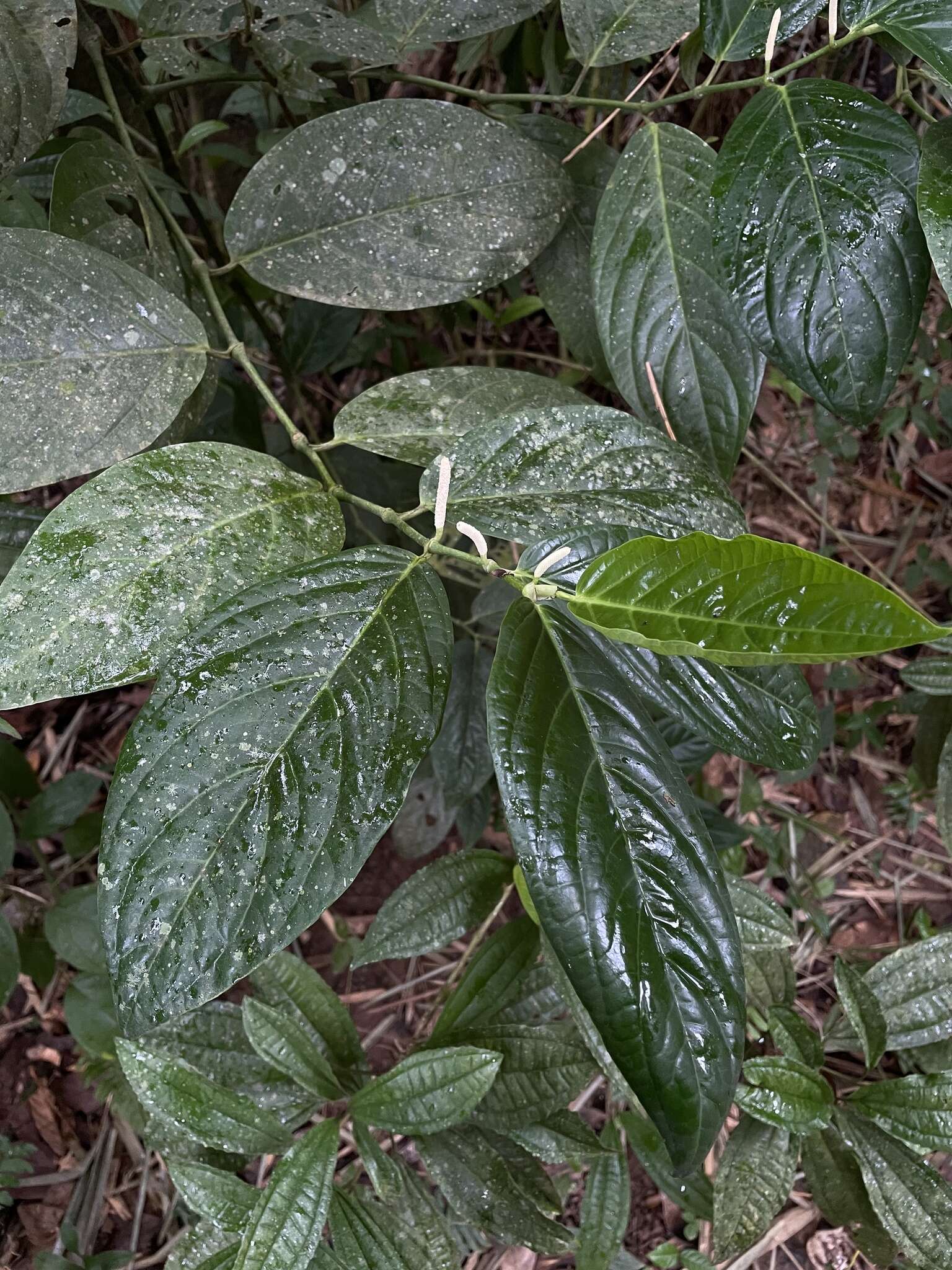 Image of Guyanese pepper