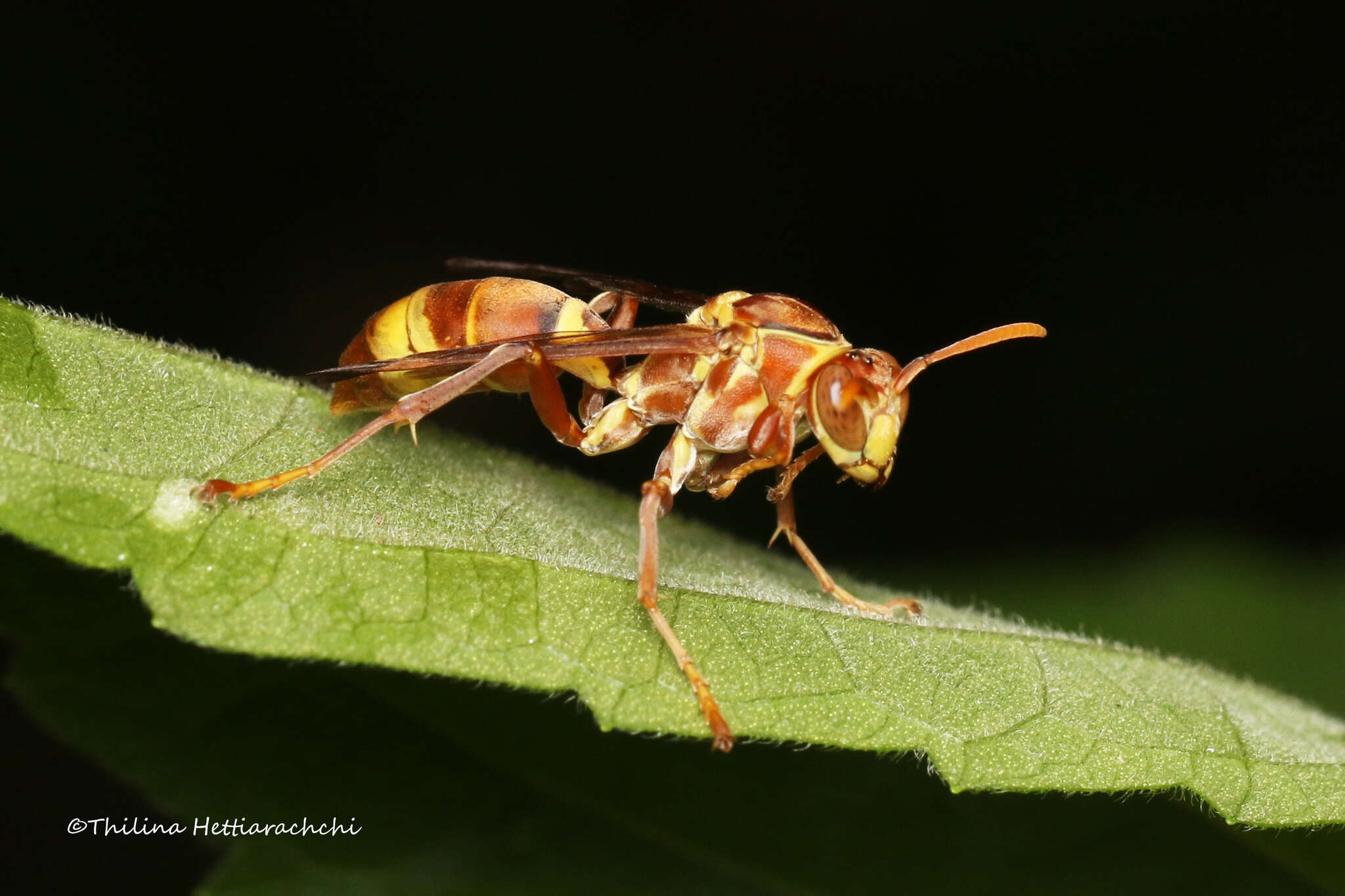 Image of Polistes stigma tamula (Fabricius 1798)