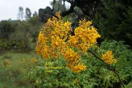 Image of Roldana heracleifolia (Hemsl) H. Rob. & Brettell