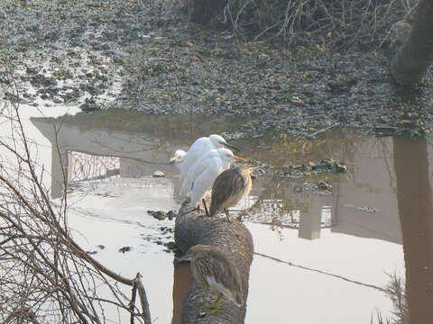 Image of Indian Pond Heron