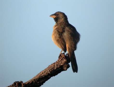 Image of Black-throated Saltator