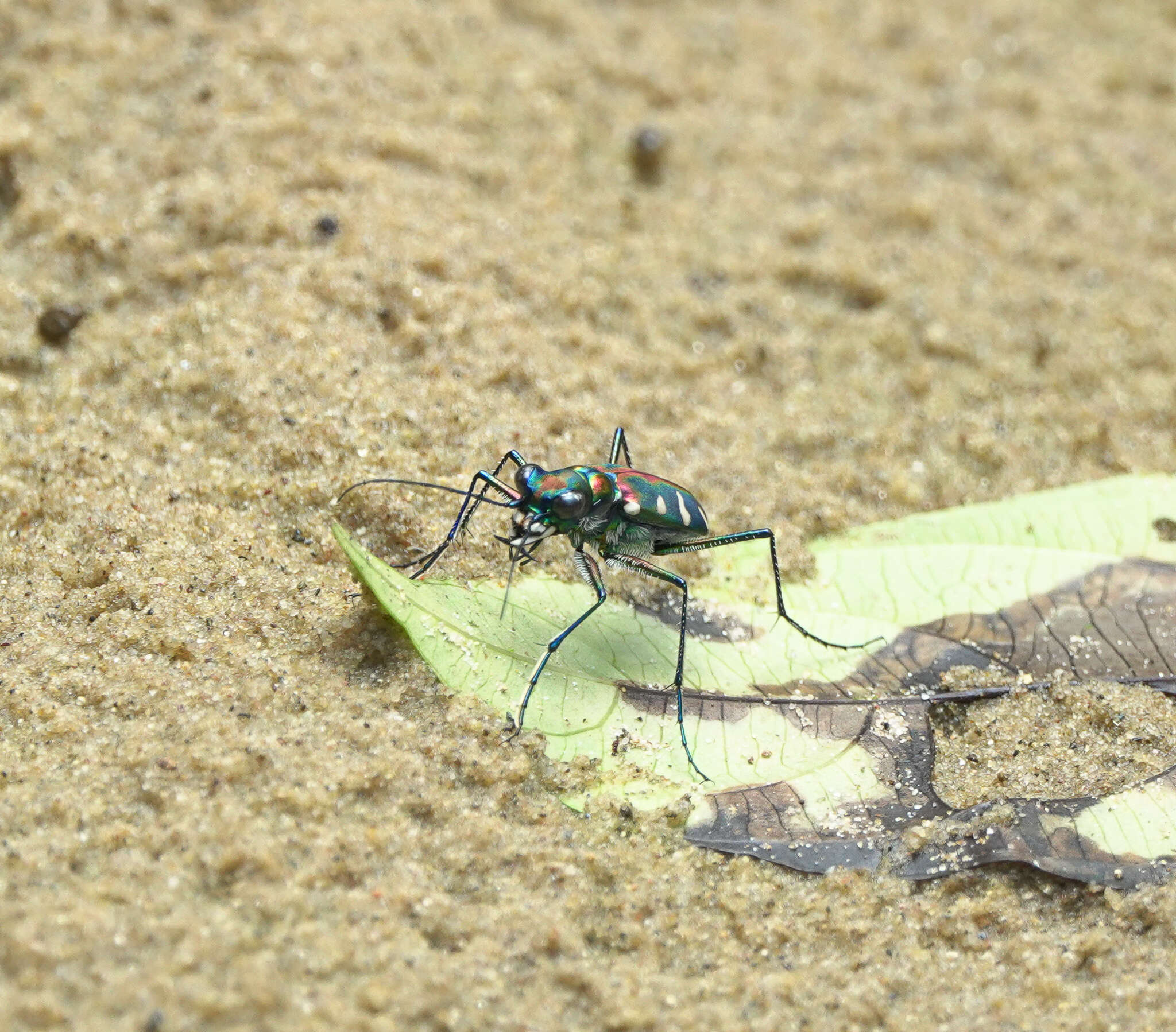 Image of Cicindela (Cosmodela) virgula Fleutiaux 1894