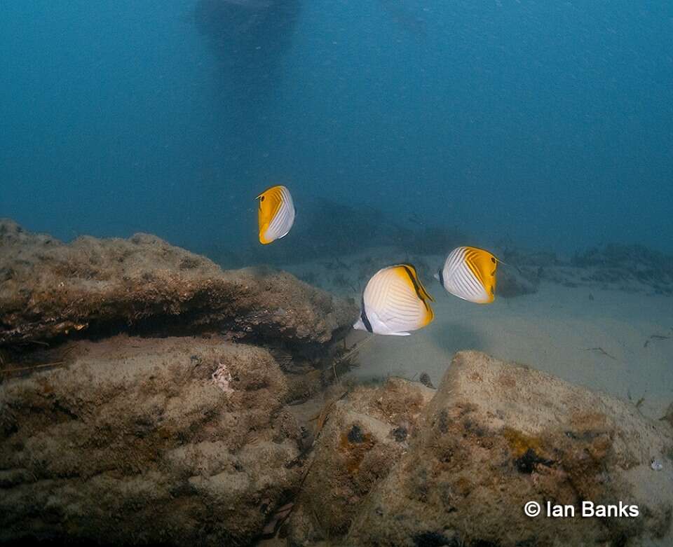 Image of Butterfly fish