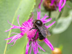 Image of Bombus rupestris (Fabricius 1793)