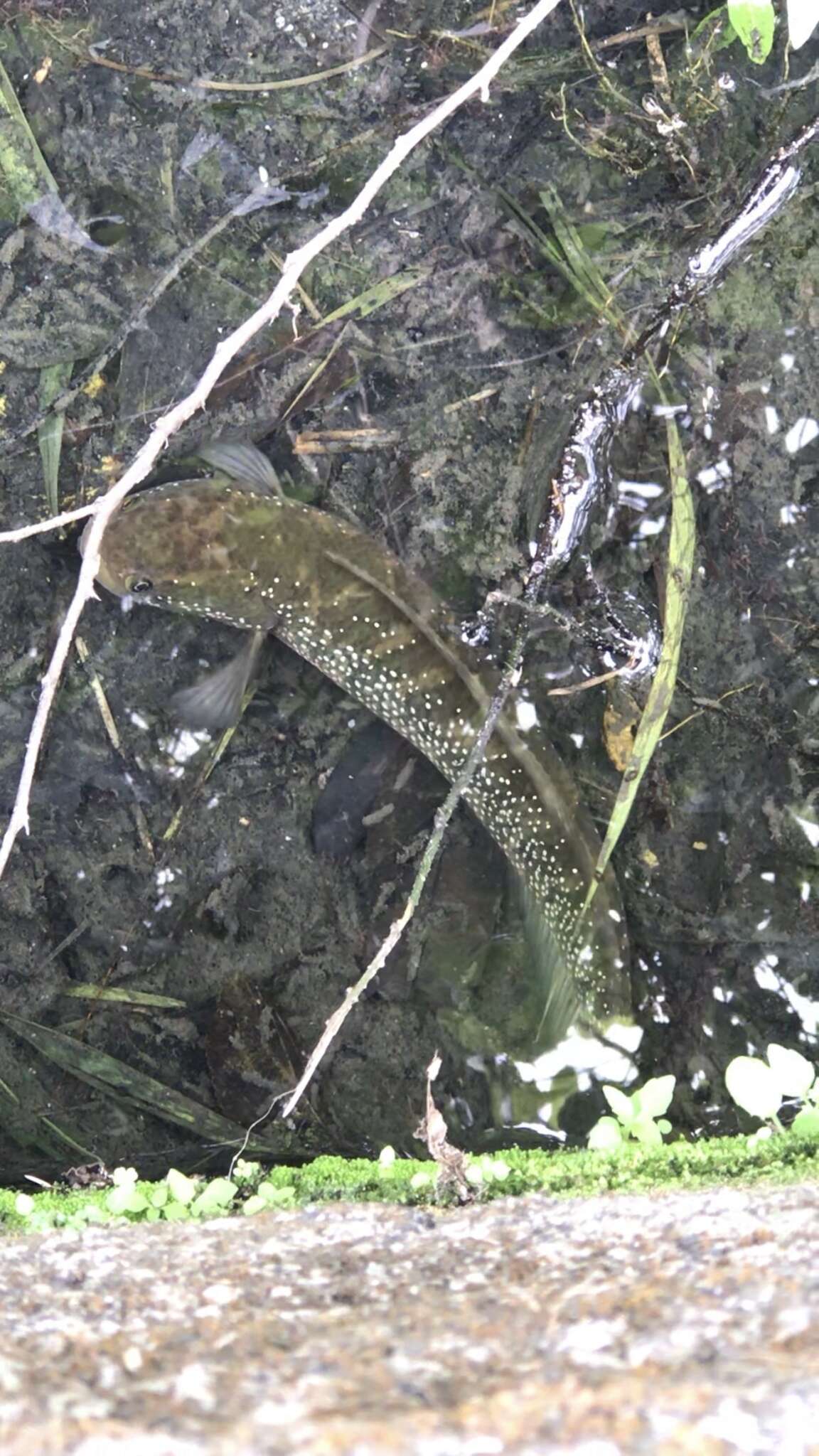 Image of Small snakehead