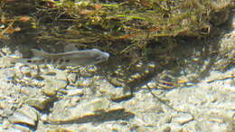 Image of Minckley's cichlid