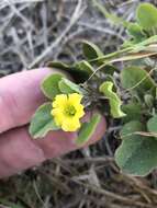 Image of peonyleaf woodsorrel