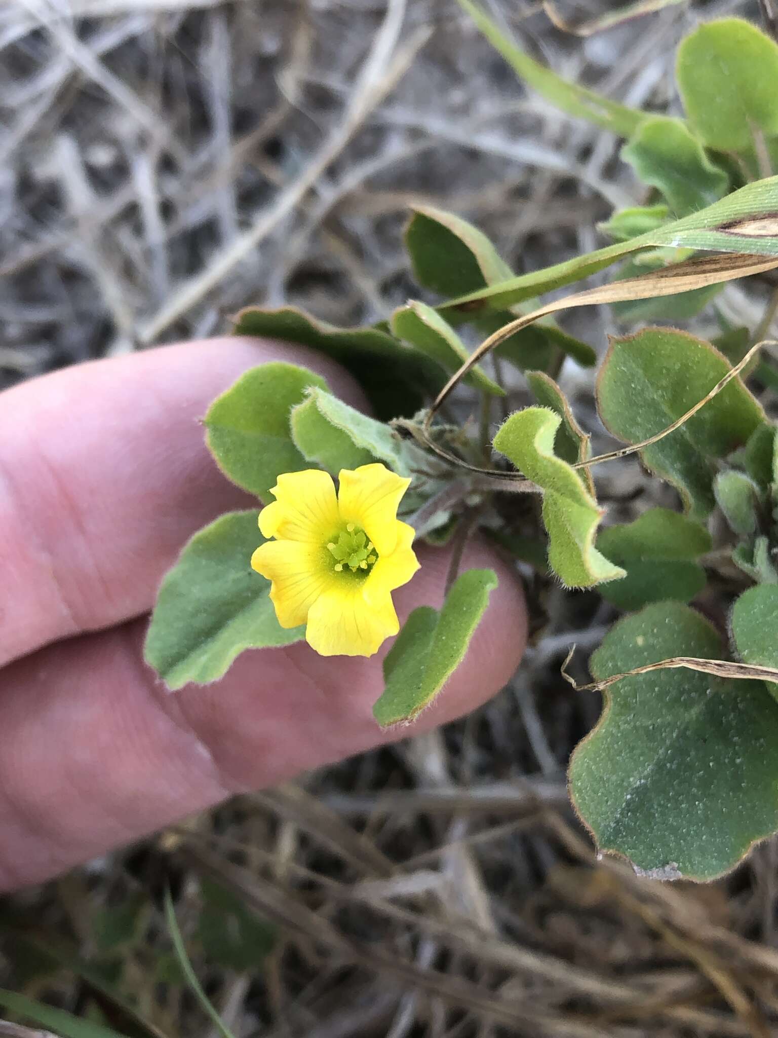 Image of peonyleaf woodsorrel