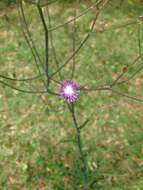 Lactuca graminifolia Michx. resmi