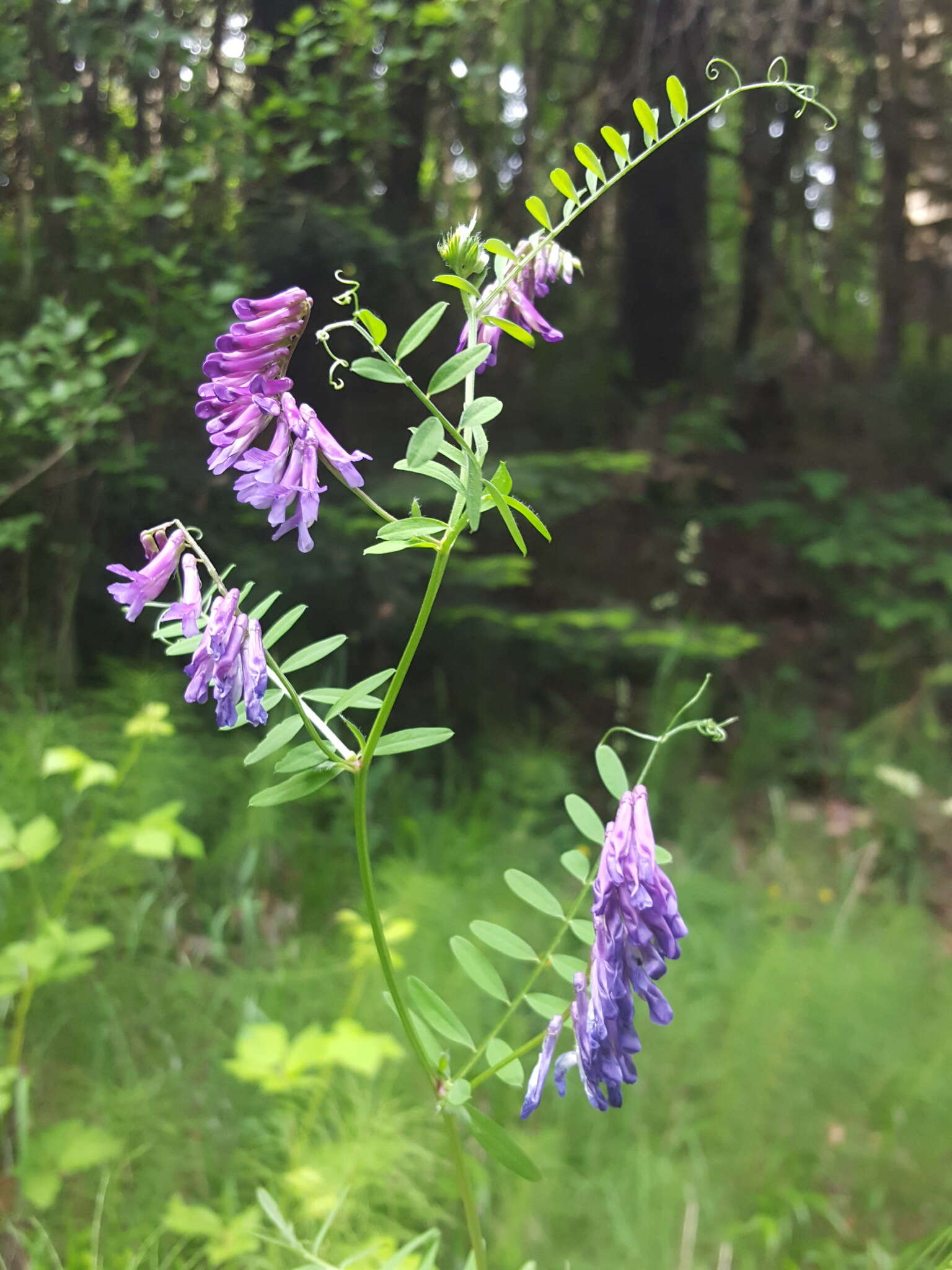 Imagem de Vicia villosa subsp. varia (Host) Corb.