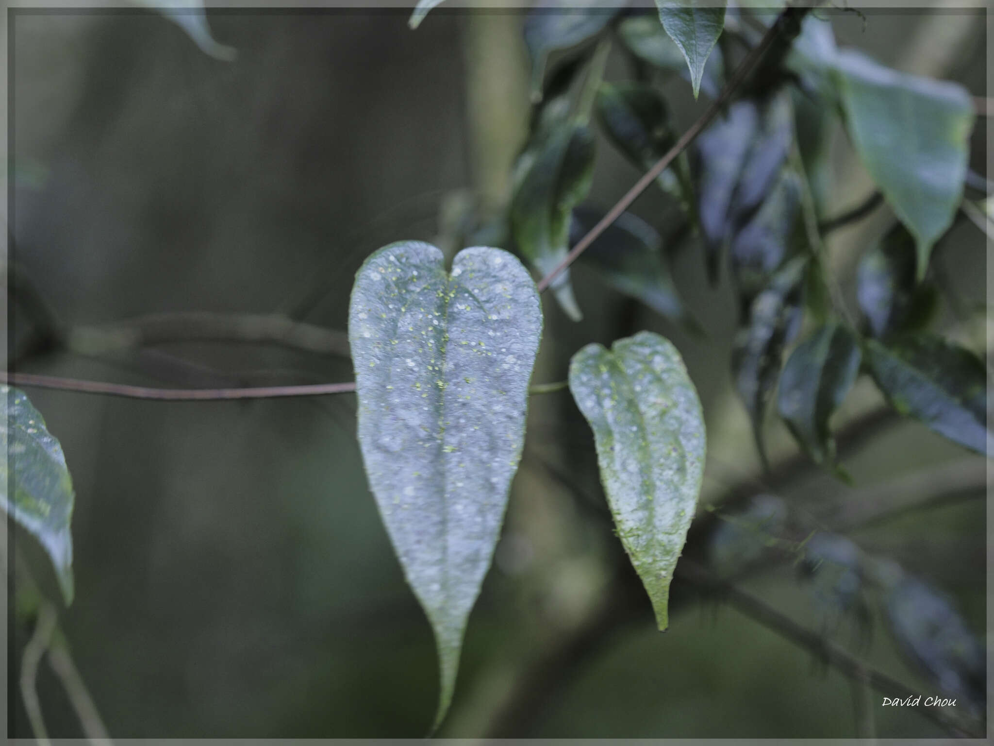 Image of Clematis henryi Oliv.