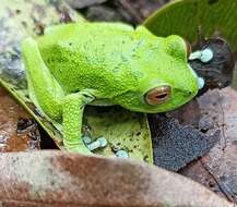 Image of Beddome's bubble-nest frog