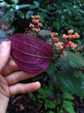 Image of Miconia ceramicarpa (DC.) Cogn.