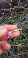 Image of Dianthus ciliatus Guss.