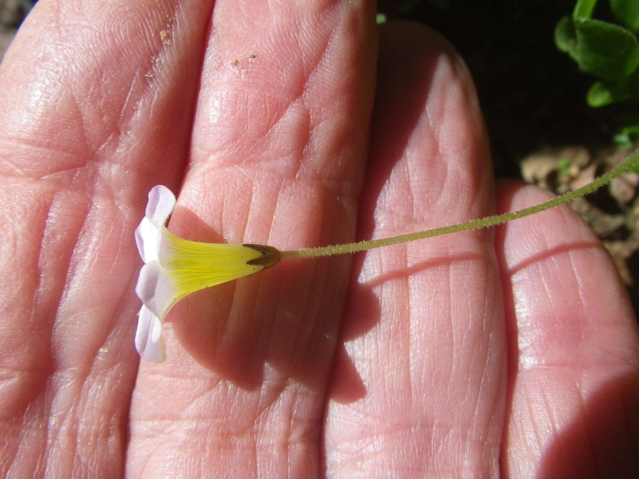 Image of Oxalis monophylla var. monophylla