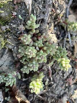 Image de Sedum rupicola G. N. Jones