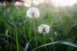 Image of Common Dandelion