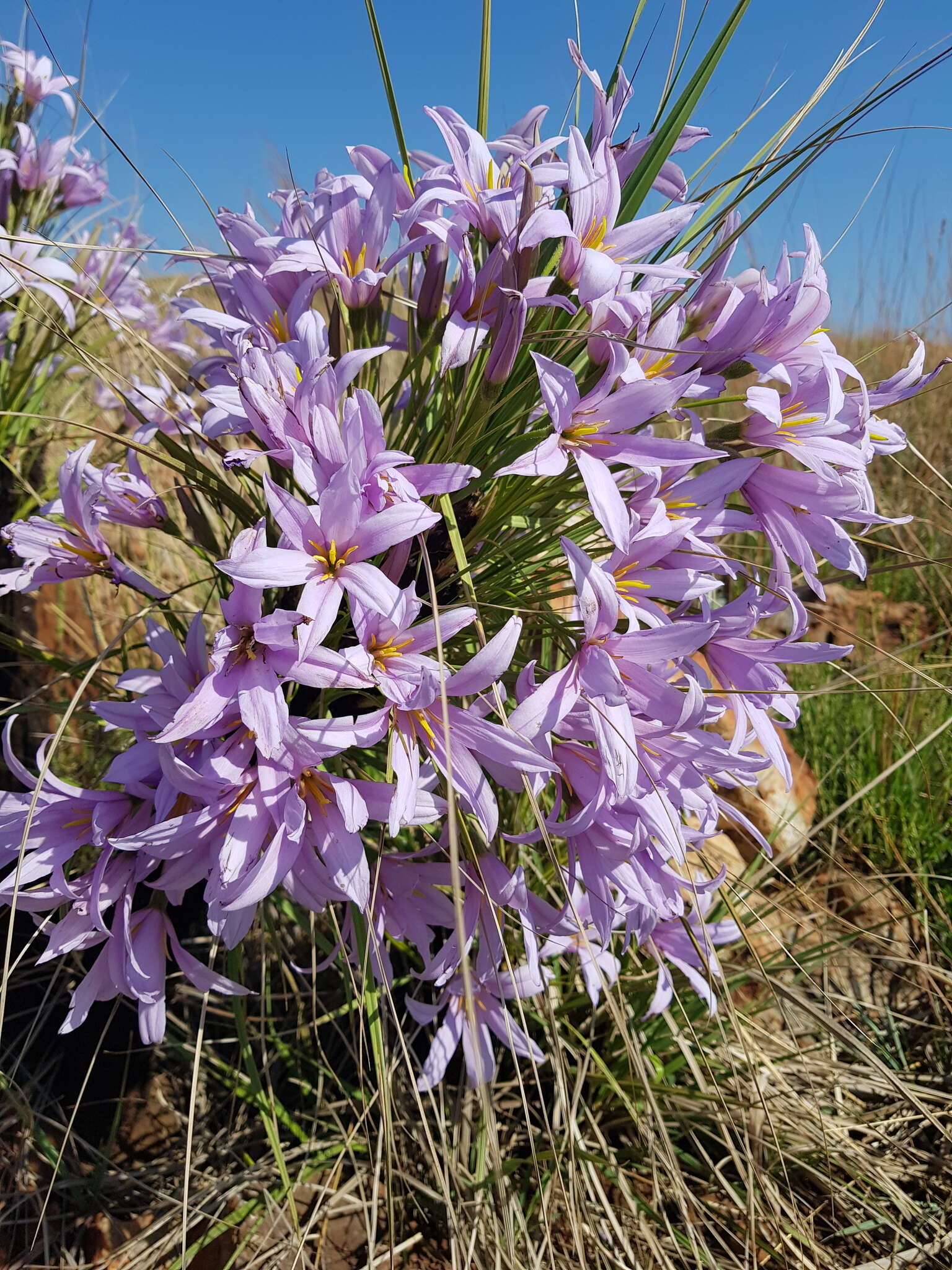 Image of Xerophyta retinervis var. retinervis