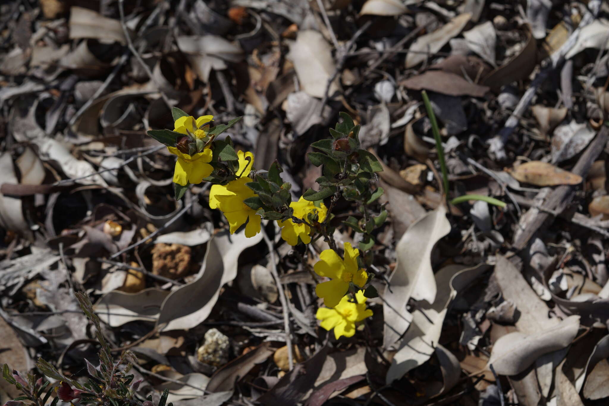 Image of Hibbertia davisii