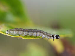 Psoricoptera gibbosella Zeller 1839 resmi