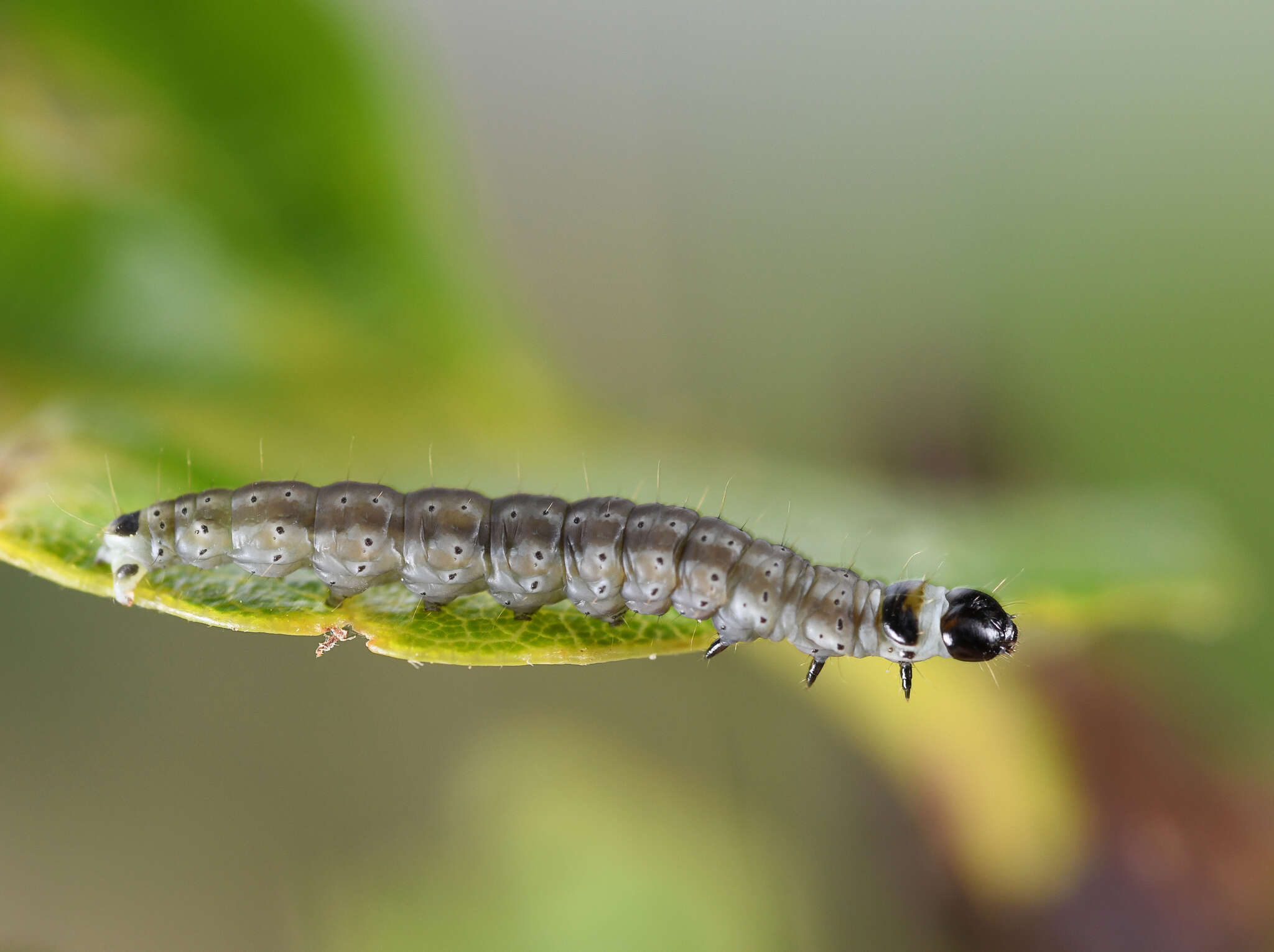 Image of Psoricoptera gibbosella Zeller 1839