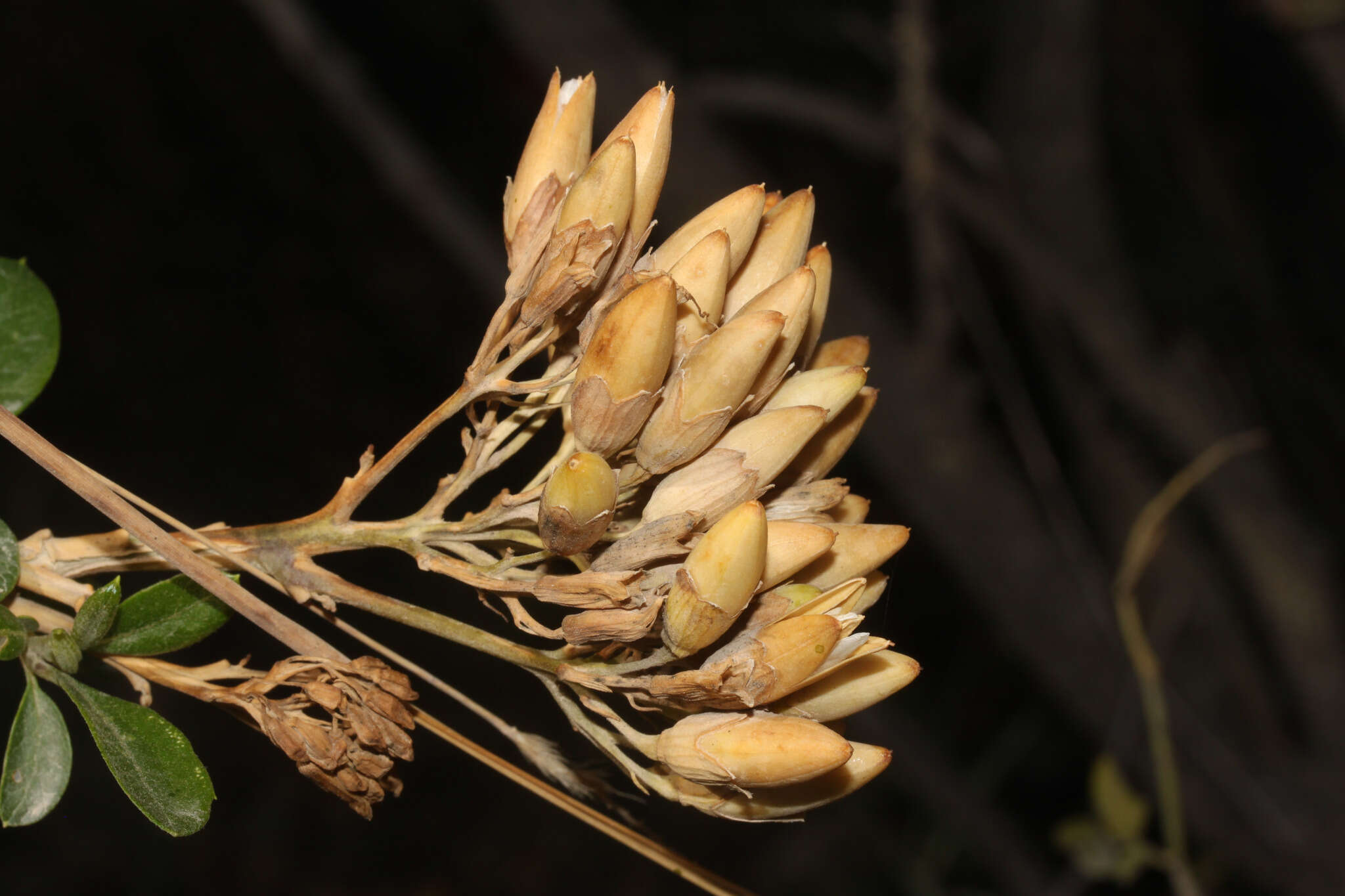 Plancia ëd Cantua flexuosa (Ruiz & Pav.) Persoon