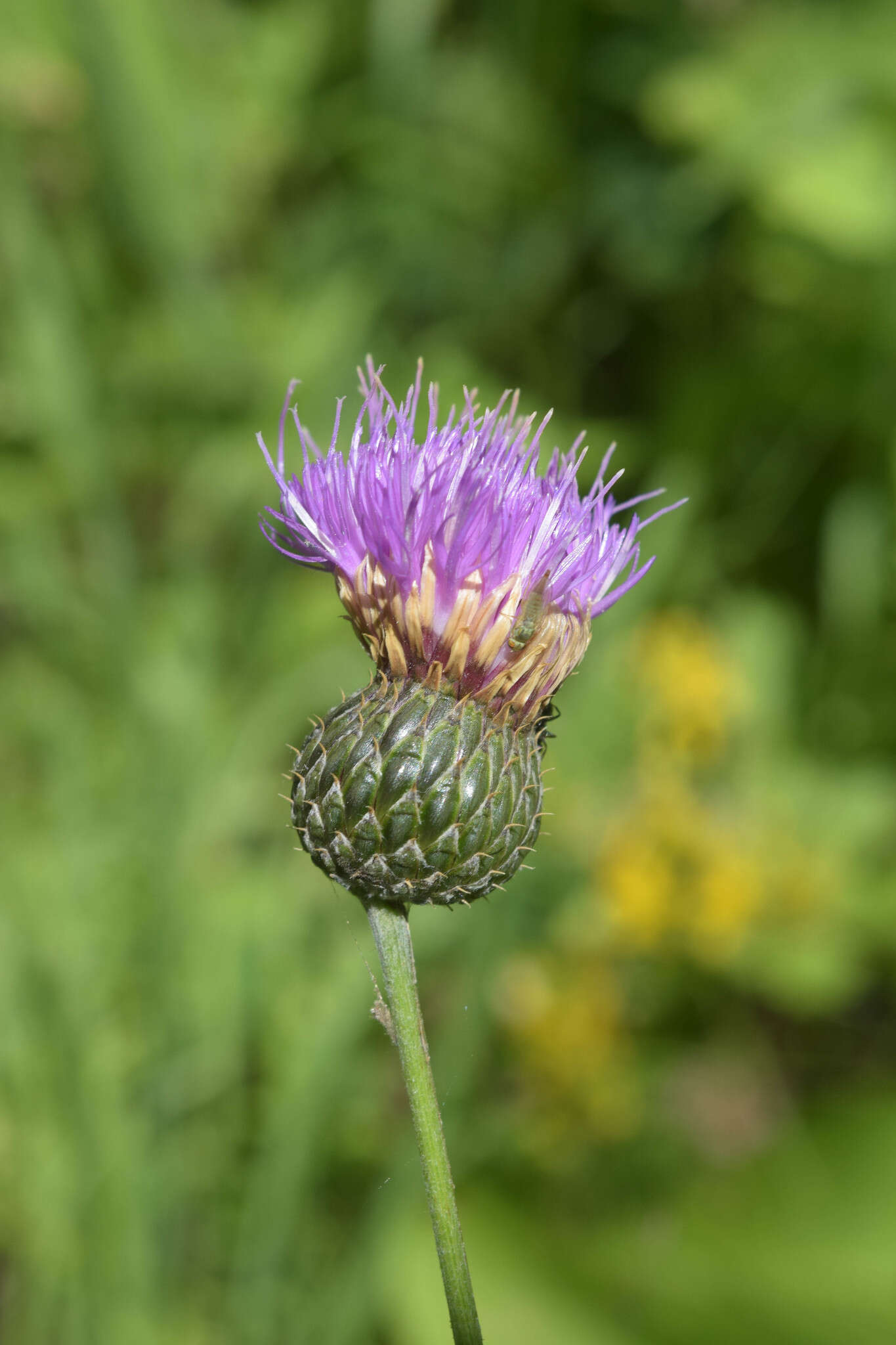 Image of Klasea radiata subsp. gmelinii (Tausch) L. Martins