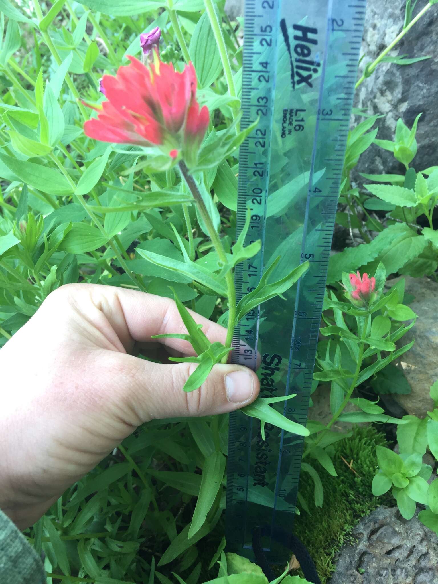 Image of Henry Indian paintbrush