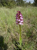 Image of Lady Orchid