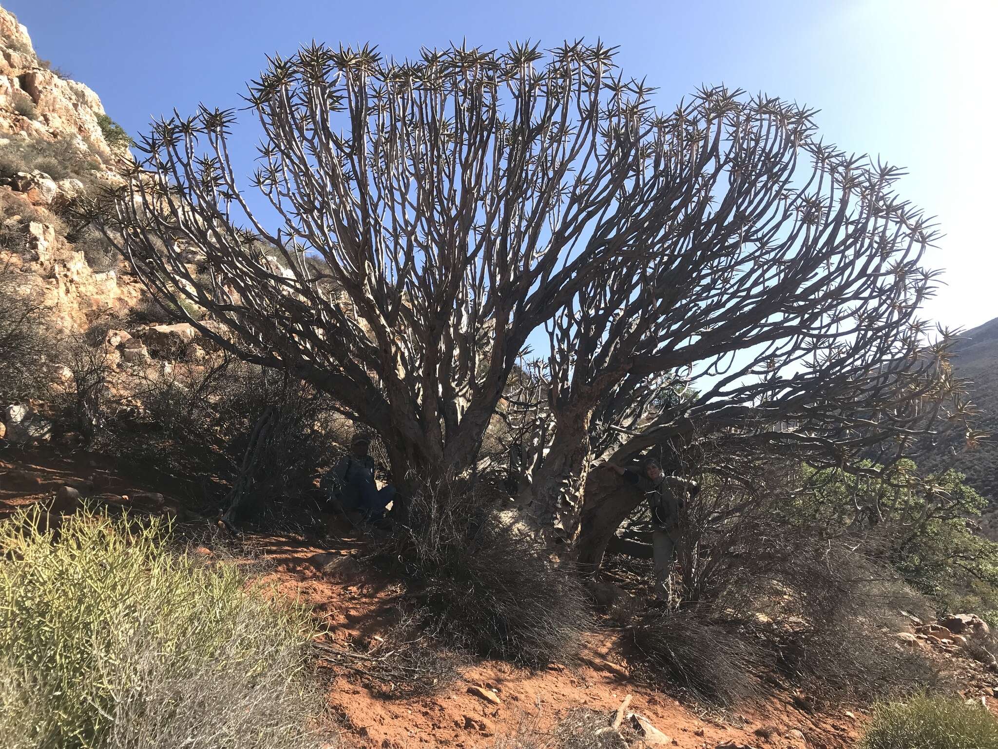 Sivun Aloidendron ramosissimum (Pillans) Klopper & Gideon F. Sm. kuva